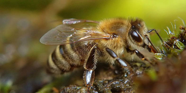 Країнська бджола (Карника, Apis mellifera carnica) - п'є воду