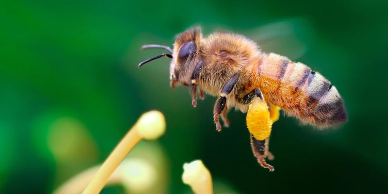 Італійська бджола (Італійка, Apis mellifera ligustica) - бджола в польоті, обніжжя повне Пилку