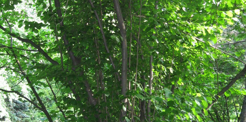Дерево орешника, ствол и ветки с зеленой листвой.