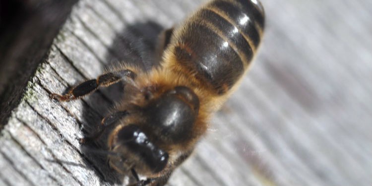 Европейская темная пчела ( Среднерусская, Немецкая черная (темная), Apis mellifera mellifera ) на крыше улья