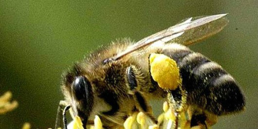 Серая горная кавказская пчела (Грузинская, Кавказянка, Apis mellifera caucasica) - собирает нектар, обножки полные пыльцы