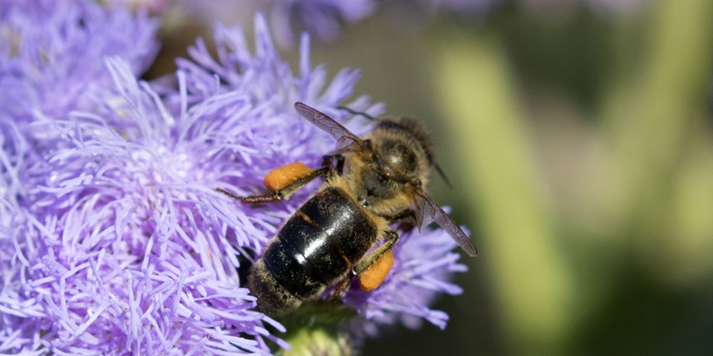 Серая горная кавказская пчела (Грузинская, Кавказянка, Apis mellifera caucasica) - на цветке, с обножками
