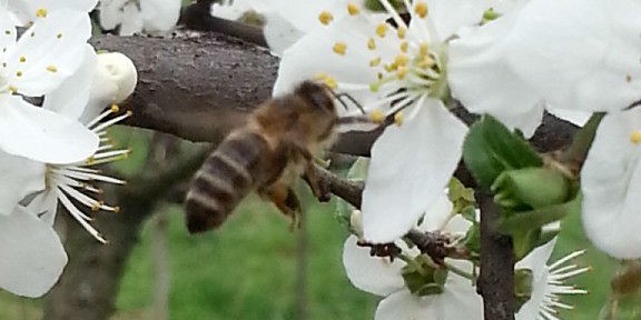 Карпатська бджола (карпатка, Apis mellifera carpatica) сідає на квітку вишні