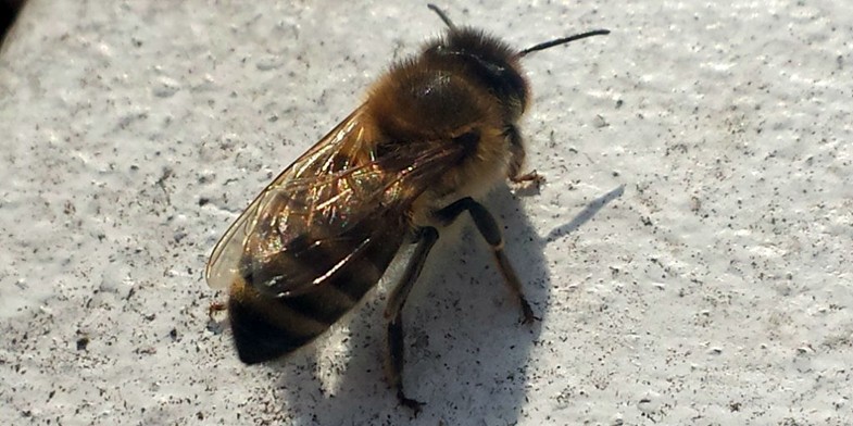 Карпатська бджола (карпатка, Apis mellifera carpatica) - сидить на світлій, контрастній поверхні