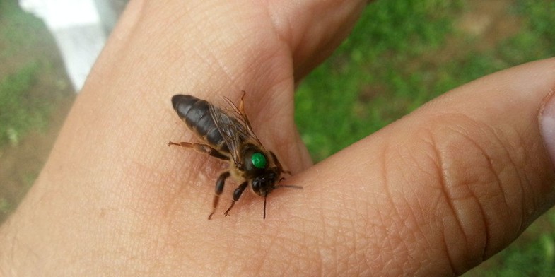 Карпатская пчела (карпатка, Apis mellifera carpatica) - матка полностью черного окраса, с зеленой меткой, сидит на руке человека