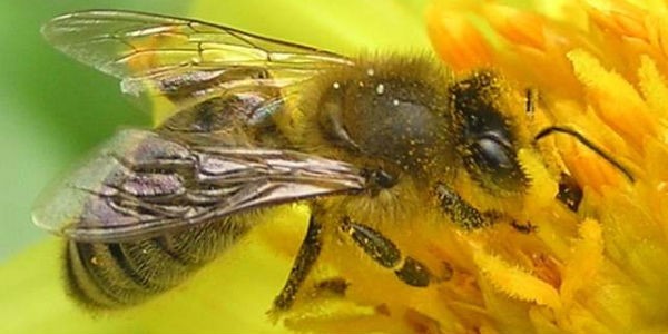 Українська степова бджола (Apis mellifera sossimai, Херсонська, Південноруська) - збирає нектар