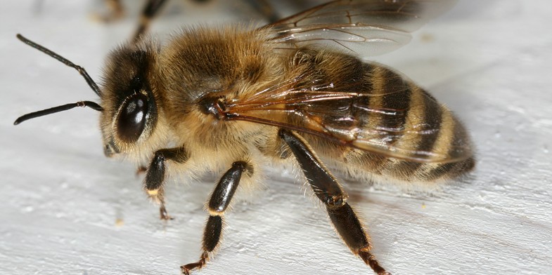 Країнська бджола (Карника, Apis mellifera carnica) - на білій дошці