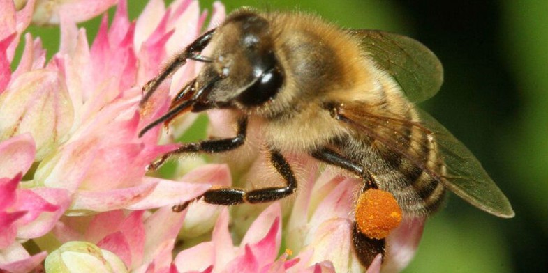 Краинская пчела (Карника, Apis mellifera carnica) - собирает нектар