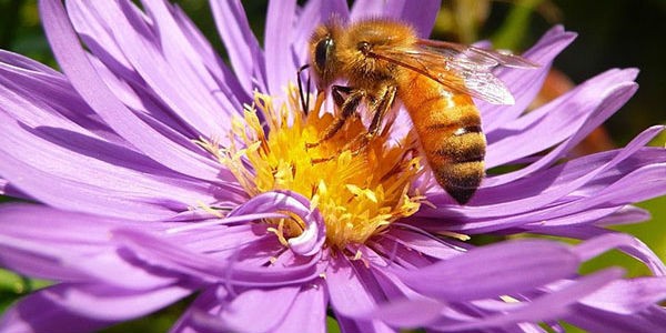 Итальянская пчела (Итальянка, Apis mellifera ligustica) - пчела берет нектар с цветка