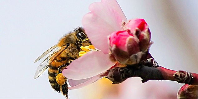 Итальянская пчела (Итальянка, Apis mellifera ligustica) - пчела берет нектар с распустившегося цветка, два других еще не распустились