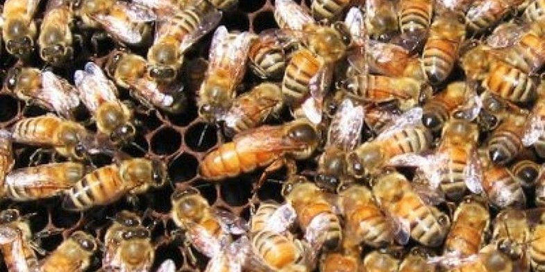 Итальянская пчела (Итальянка, Apis mellifera ligustica) - на соте, матка в центре, а вокруг рабочие пчелы