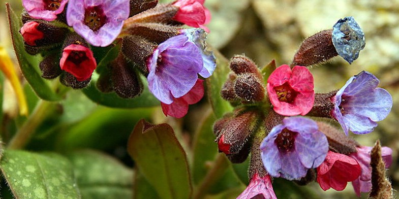 Медунка, квіти на різній стадії розпуску мають колір від рожевого до блакитного