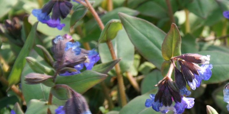 Медунка, перед заходом сонця, блакитні квітки особливо чудові.