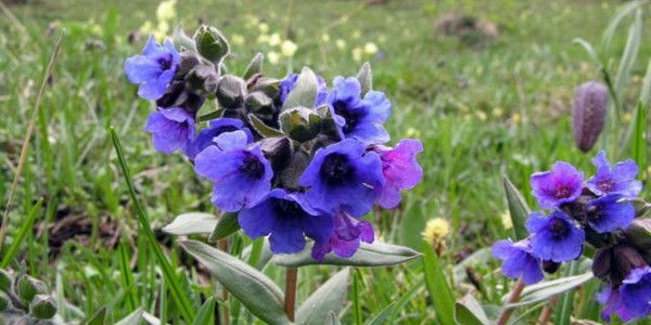 Голубые и фиолетовые цветки растения Медуница на поле.