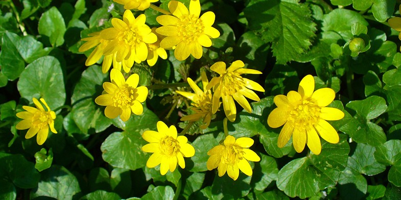 Чистяк весенний, лютик, красивое растение с желтыми цветочками