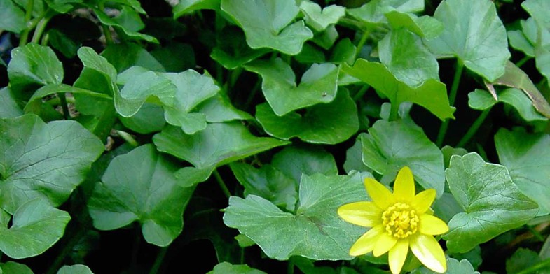 Листя Пшінки весняної (жовтець-пшінка, маслянка) і одна красива квітка жовтого кольору