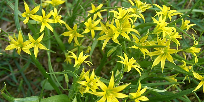 Множество цветущих растений Гусиный лук, весеннего медоноса с желтыми цветами