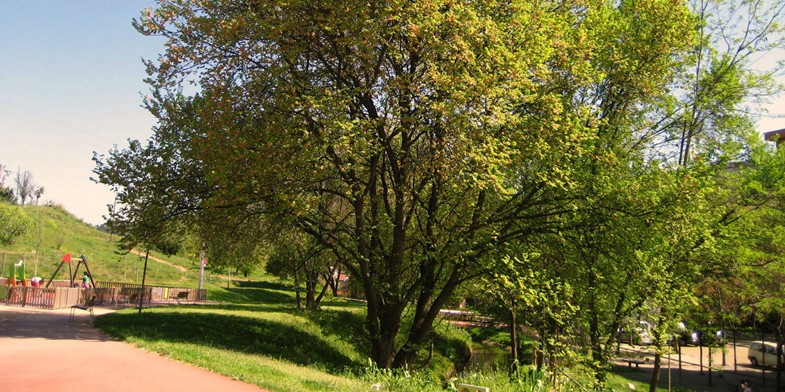 Вяз малый (берест, карагач, караич, пробковый (красный) ильм) одиноко стоящий в парке, летний период