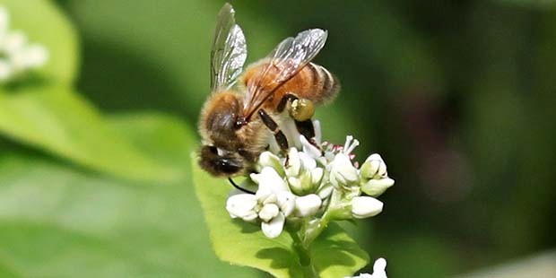 Пчела села на цветы гречихи и берет нектар для меда из гречки